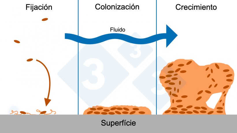 Figura 6. Tres&nbsp;fases de la formaci&oacute;n del biofilm: fijaci&oacute;n, colonizaci&oacute;n y crecimiento de estructuras complejas del biofilm. Fuente: Figura adaptada con permiso de The Center for Biofilm Engineering, Montana State University.

